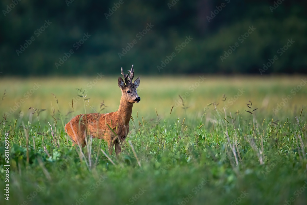 Roe deer, capreolus capreolus, buck looking aside on a stubble field with green grass on summer evening. Animal wildlife with orange fur and big antlers with copy space. Roe deer, capreolus capreolus, buck looking aside on a stubble field with green grass on summer evening. Animal wildlife with orange fur and big antlers with copy space.