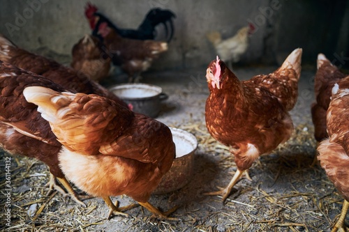 Hens at organic farm