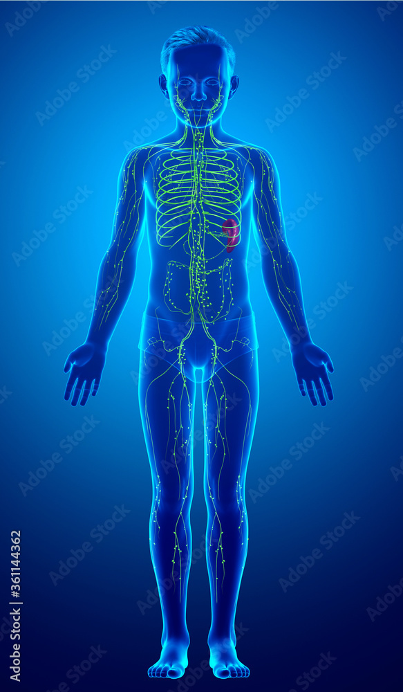 3d rendered medically accurate illustration of a young boy lymphatic system 3d rendered medically accurate illustration of a young boy lymphatic system