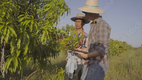 Business and farmer checks the leaves of the mango tree with a tablet computer in the mango grove at beautiful sunset.