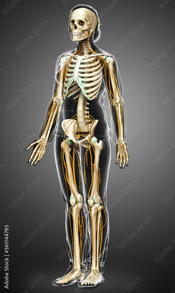 3d rendered medically accurate illustration ofa female nervous system and skeleton system