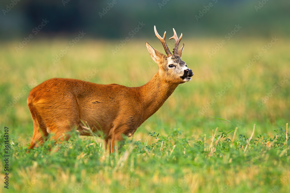 Roe deer, capreolus capreolus, buck standing on a field and sniffing with nose in rutting season. Mammal in wilderness stretching neck and holding head up. Roe deer, capreolus capreolus, buck standing on a field and sniffing with nose in rutting season. Mammal in wilderness stretching neck and holding head up.