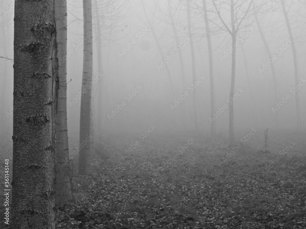 Naklejka premium OLYMPUS DIGITAL CAMERA