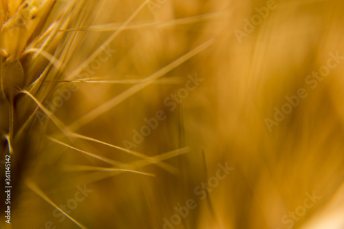 close up of wheat