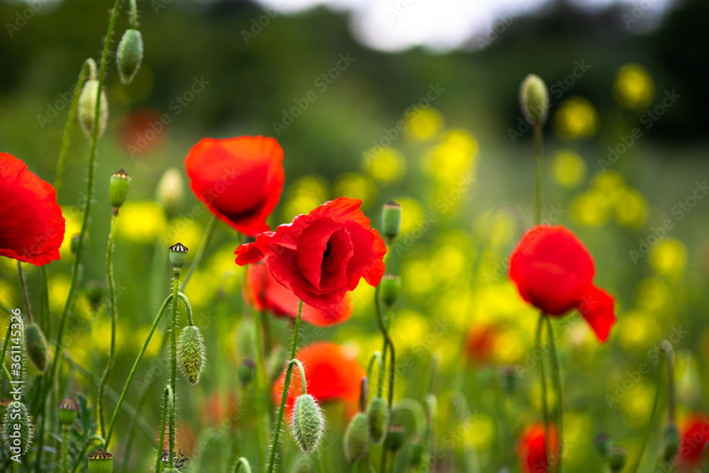 Obraz premium Red wild poppy flowers on a meadow at the spring