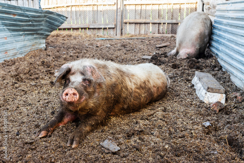 Boar and sow in the pen. The hog is lying on the ground, and the pig is digging the ground with its snout. Livestock production