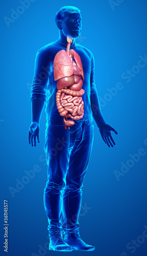 Fototapeta Naklejka Na Ścianę i Meble -  3d rendered medically accurate illustration of male  Internal organs