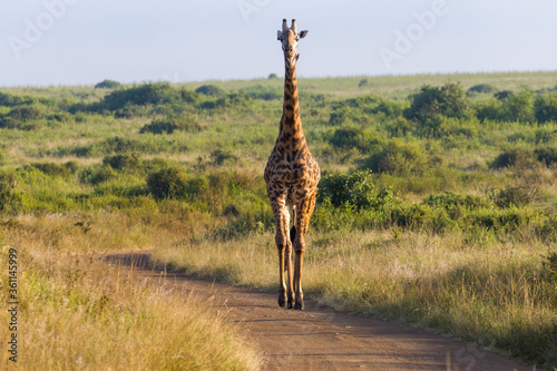 Photography giraffe in the wild