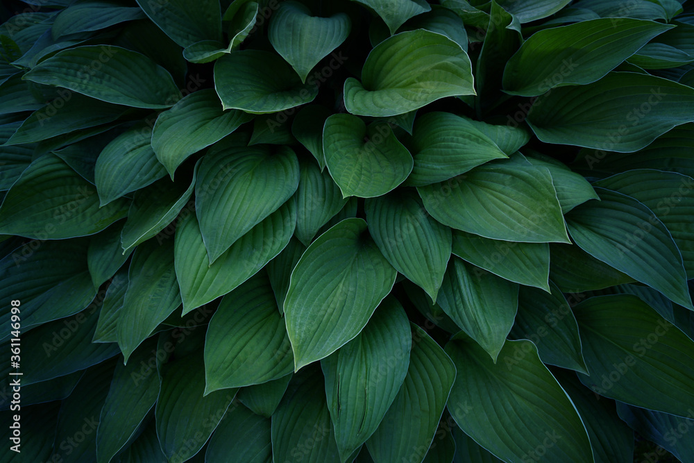 Fototapeta premium Green leaves background.