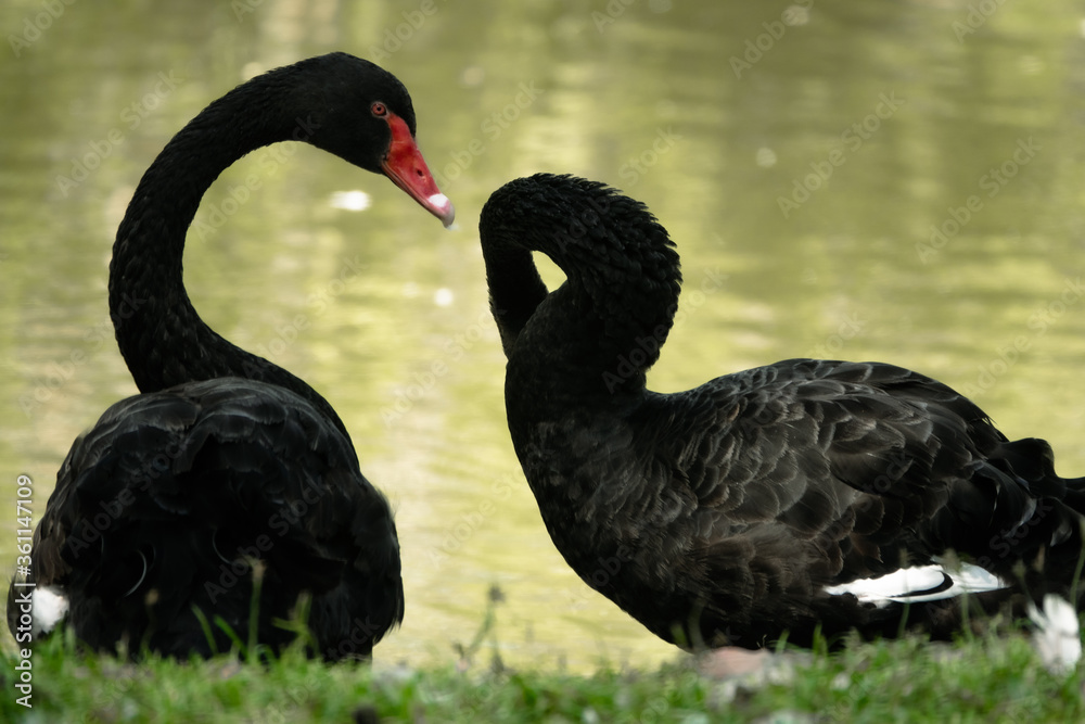 Two black swans stay near the lake. Lovely couple of black swans Two black swans stay near the lake. Lovely couple of black swans