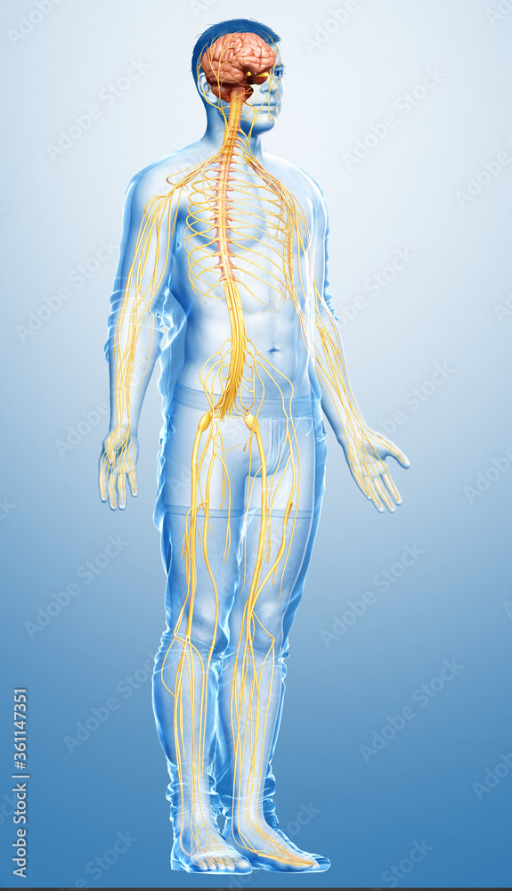 3d rendered medically accurate illustration of a male nervous system