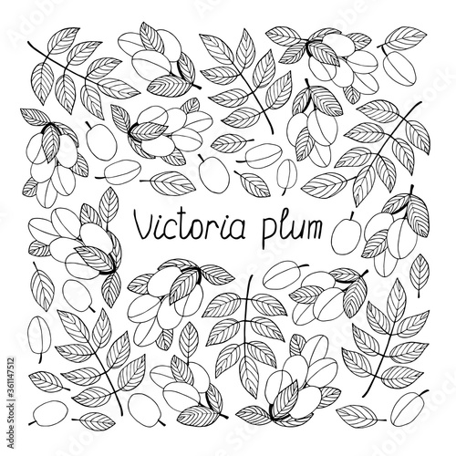 Victoria plums lettering. Hand drawn poster. Coloring page. Stock vector illustration.