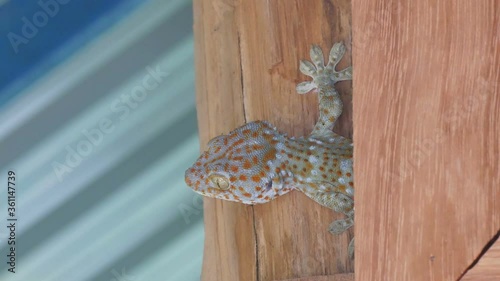 a gecko is hiding under the woody wall