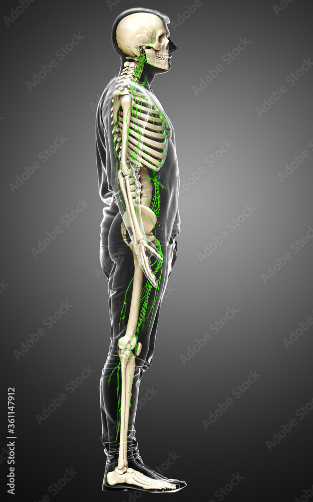 3d rendered medically accurate illustration of a male lymphatic system 3d rendered medically accurate illustration of a male lymphatic system
