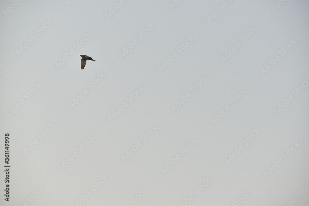 Flying house sparrow in the blue sky. Flying house sparrow in the blue sky.