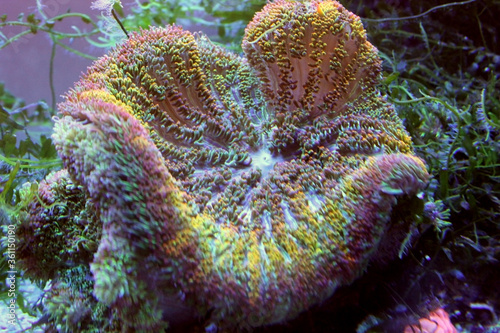 Brightly colored ricordei coral mushrooms under the moonlight light of a light bulb. Aquarium. Sea creatures. Aquarium. Underwater. Ultra