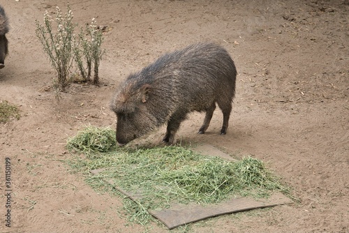 Closeup shot of a peccary pig eating grass in a zoo during daylight