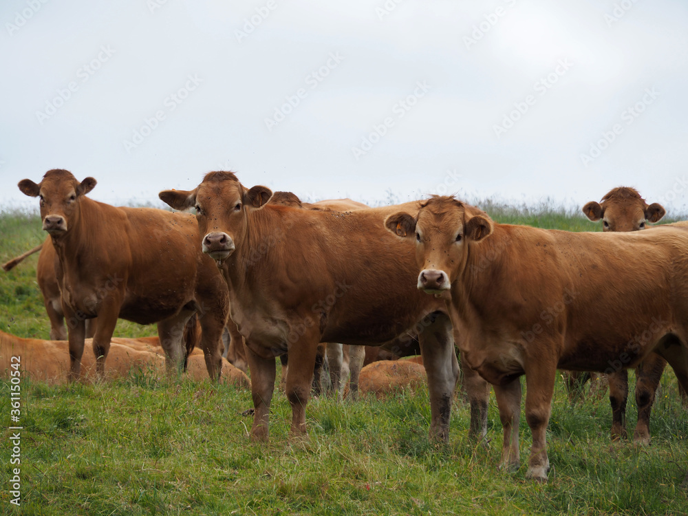 trois vaches limousines trois vaches limousines