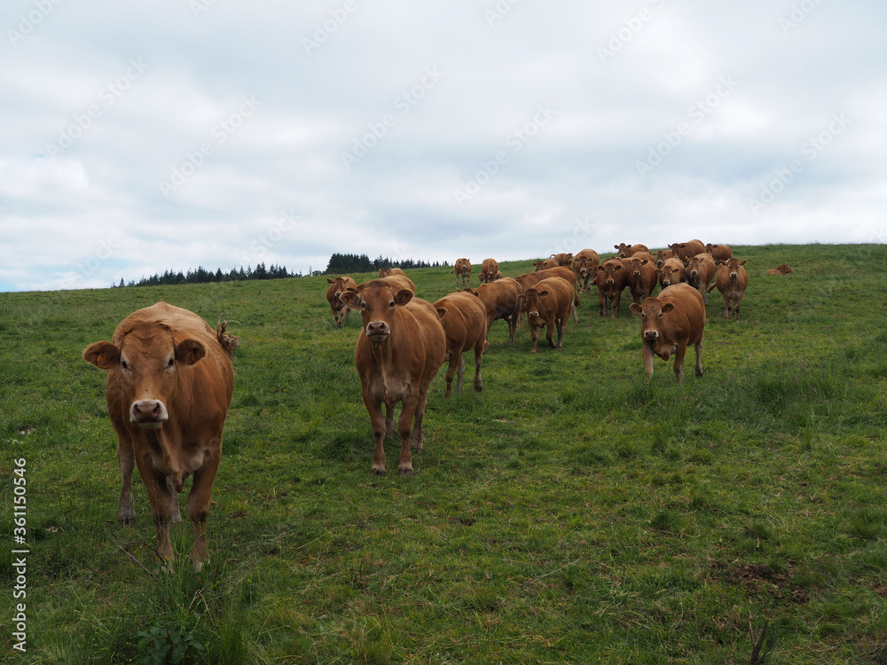troupeau de vache dans un champ en été 