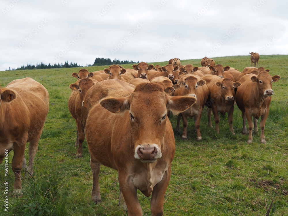 troupdeau de vache limousine 