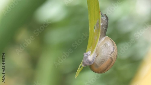 a snail is eating tree leaf