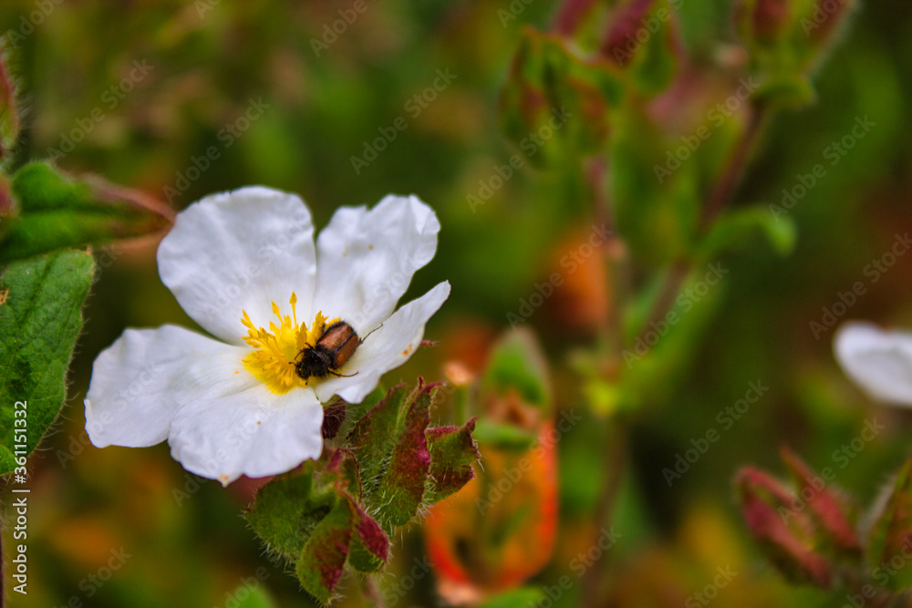 Beetle pollinating on a daisy Beetle pollinating on a daisy