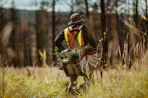 Valokuva Forester with pine seedlings for reforestation