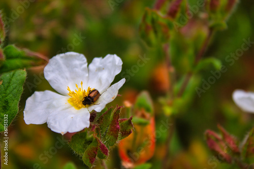Beetle pollinating on a daisy