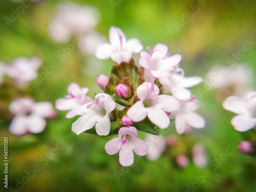 pink flowers in spring. Thyme flower. Macro photography of nature
