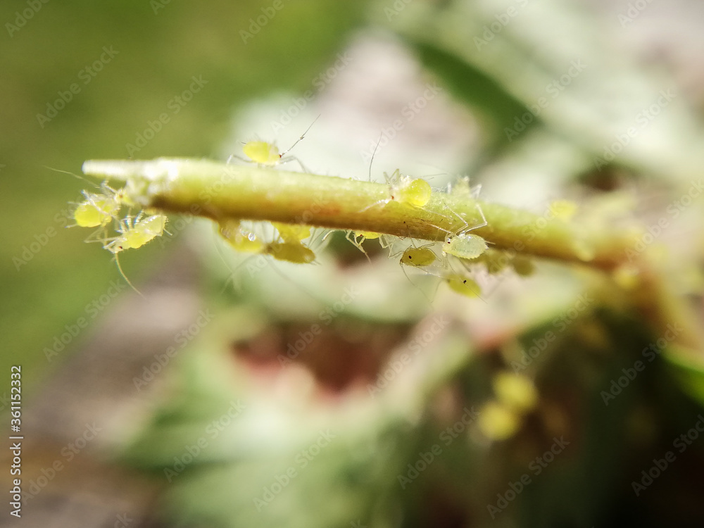 Fototapeta premium aphids walking on a leaf. Macro photography. 