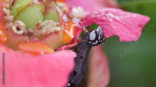 macro to the head part of the butterfly worm eating a petal of flower