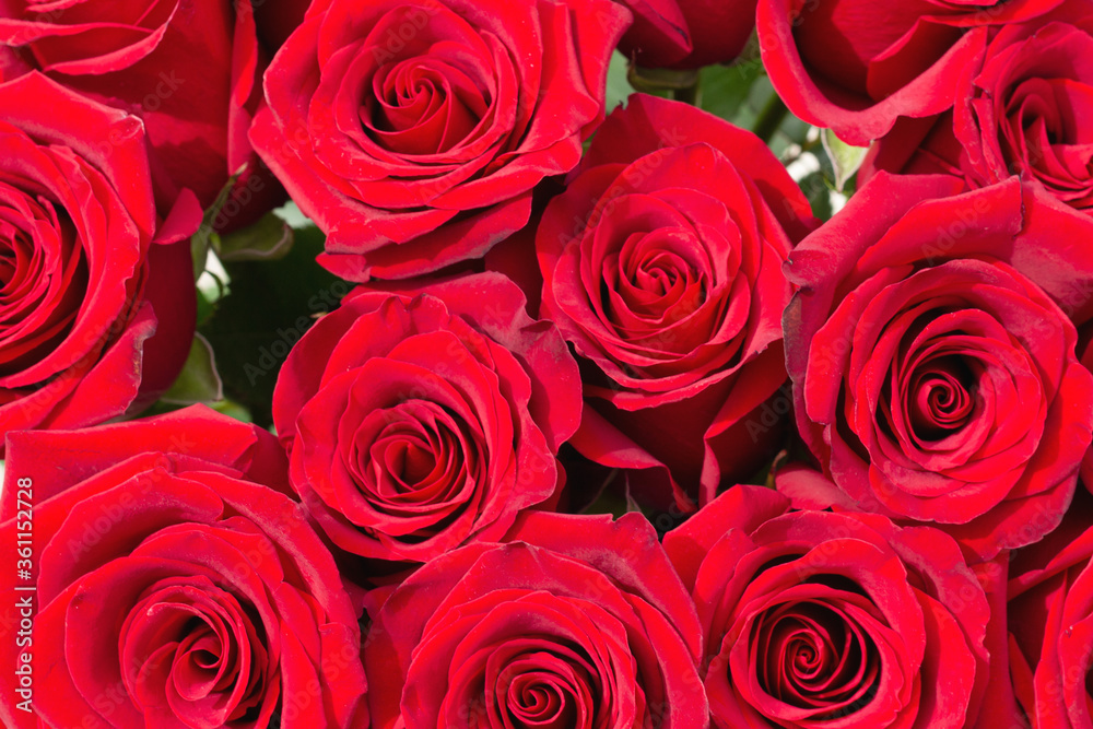 Natural background of red roses. A bouquet of dark red roses Natural background of red roses. A bouquet of dark red roses