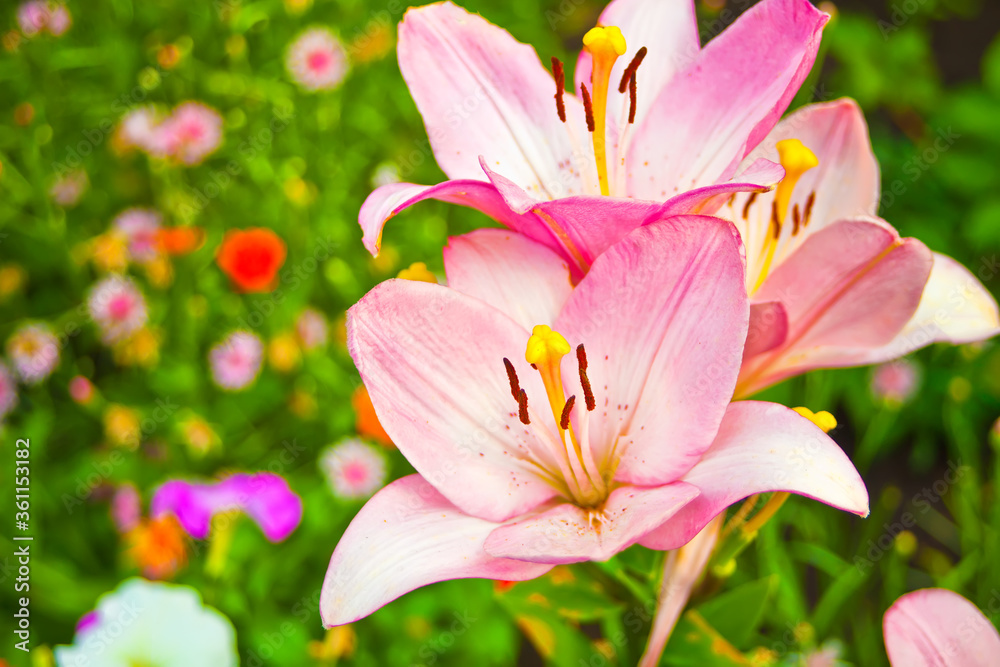 Pink beautiful lily flowers in the garden Pink beautiful lily flowers in the garden