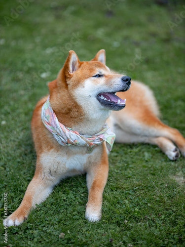 Shiba inu japanese dog puppy.  © Mira