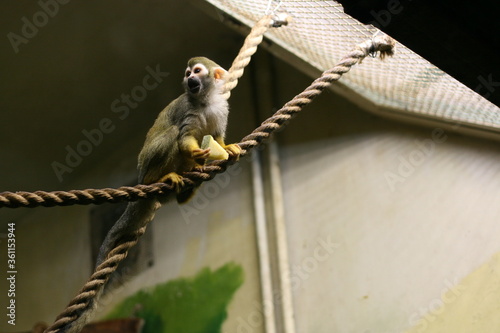 mmonkey with food on a rope