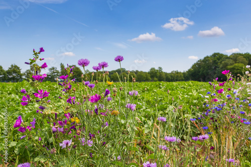 Nature-inclusive or circular and sustainable agriculture with wild flowers along potato field in the Netherlands, Europe photo