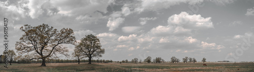 Picturesque oak forest in the center of Europe