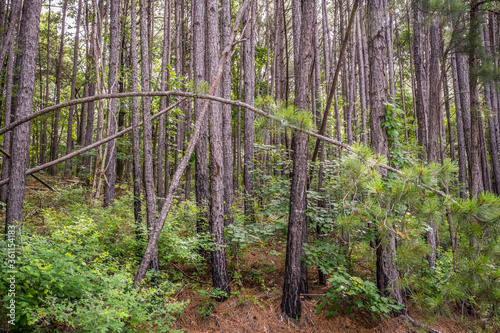 Forest trees in the morning light