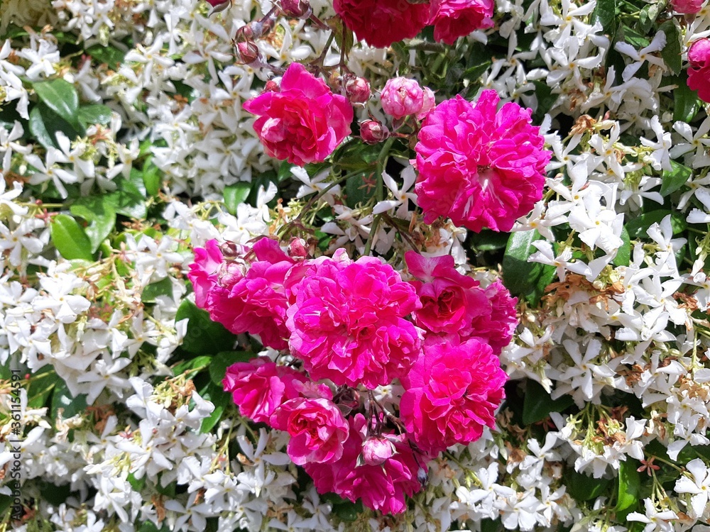 fiori fiori