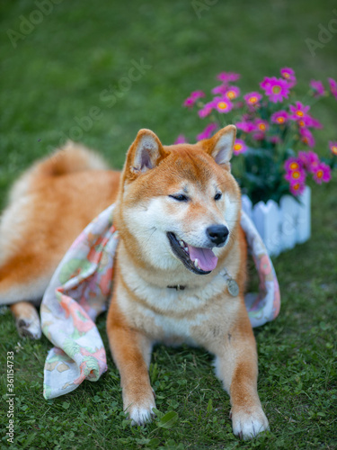 Shiba inu japanese dog puppy. 