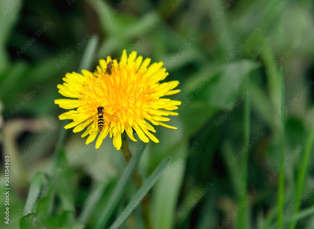 yellow dandelion flower and wasp collecting pollen, on a background of green grass yellow dandelion flower and wasp collecting pollen, on a background of green grass