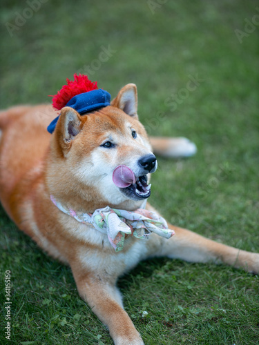Shiba inu japanese dog puppy in funny hat © Mira