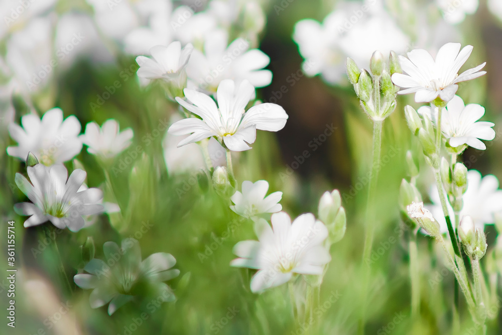 white flowers on green background. Blurred of flowers blooming. white flowers on green background. Blurred of flowers blooming.