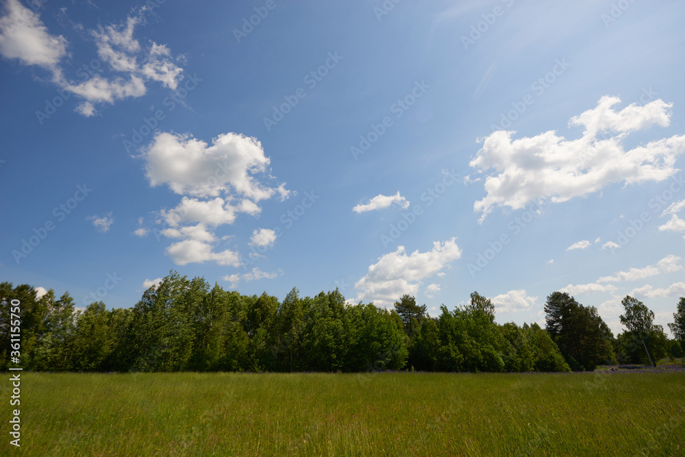 Forest blue river water landscape. Blue river water flow in forest. Forest river landscape. River in forest Forest blue river water landscape. Blue river water flow in forest. Forest river landscape. River in forest