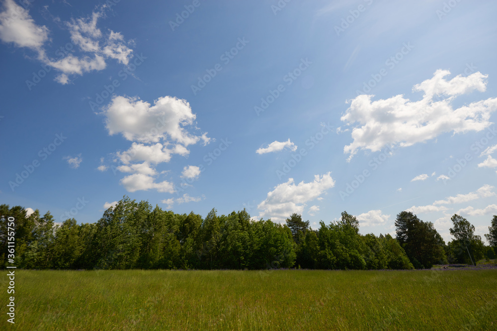 Forest blue river water landscape. Blue river water flow in forest. Forest river landscape. River in forest