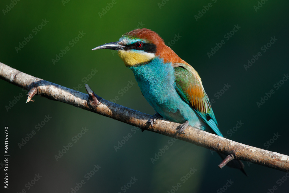 Golden bee-eater sitting on a branch