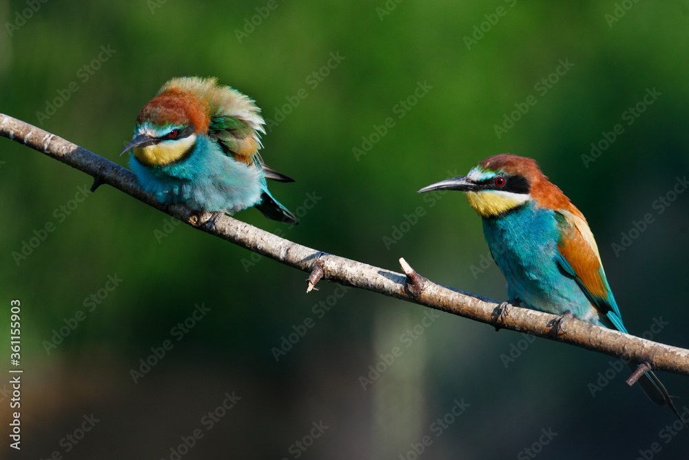 Obraz premium Golden bee-eater sitting on a branch