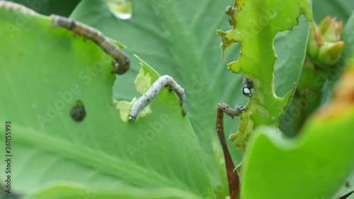 tree leaves are eaten by many butterfly worms