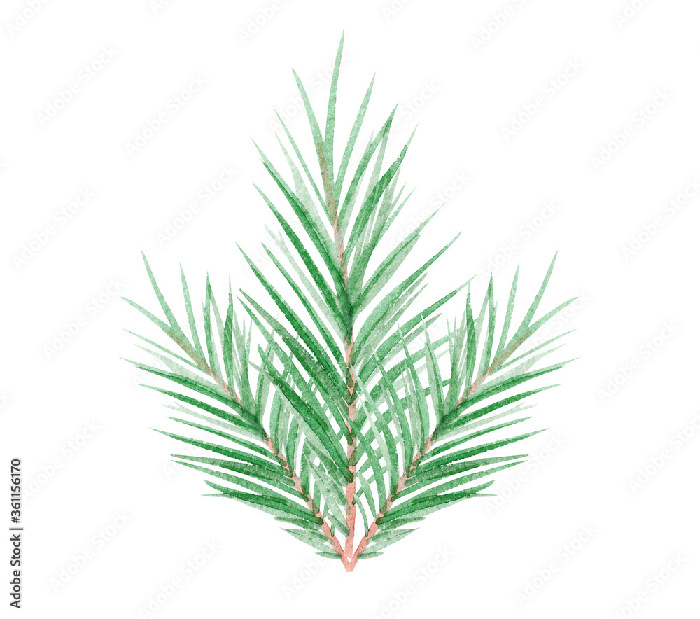 watercolor pine branch isolated on white background watercolor pine branch isolated on white background