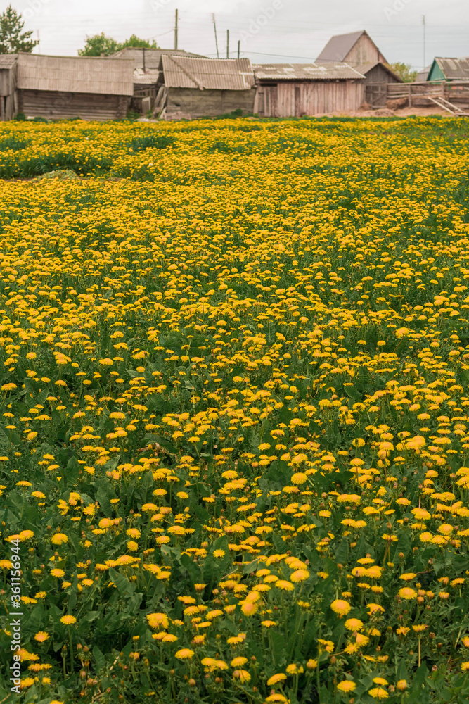 Obraz premium landscape, nature, agriculture, field, farm, dandelion, evening, sunset, sky, beautiful, blue, outdoor, countryside, green, meadow, village, farming, grass, yellow, hay, spring, scenic, rural, country